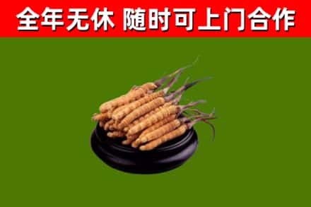 梁园回收散虫草