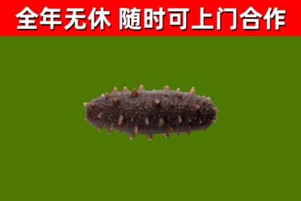 梁园回收海参干